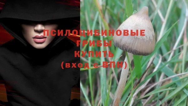 гашик Алексин